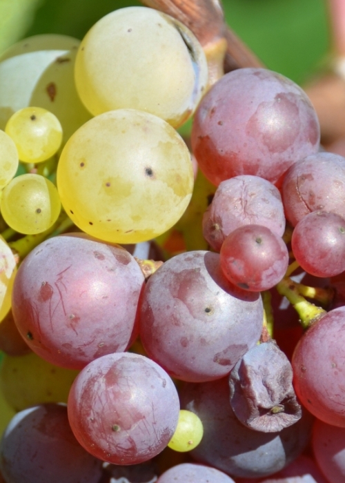 Roter Riesling Mutation ANT 6377